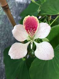 Image result for Bauhinia monandra
