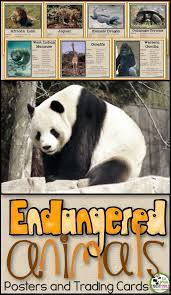 Endangered Animals Information Posters And Trading Cards Endangered Animals Activities Animals Information Endangered Animals Information