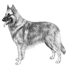Buy and sell on gumtree australia today! Belgian Tervurens Dog Breed Info Photos Common Names And More Embarkvet