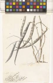 Image result for Fockea angustifolia