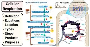 Cellular Respiration Definition Equations Types Steps Products