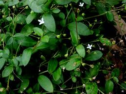 Image result for Oldenlandia geophila