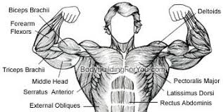 The chest anatomy includes the pectoralis major, pectoralis minor and the. Chest Chart Jpg Anatomy Your Fingertips