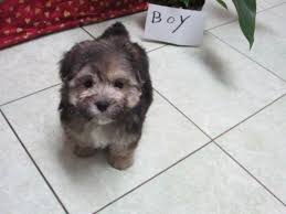 8 week old female yorkipoo hypoallergenic utd on shots & wormed microchip option available waterford mi by appointment only you can check out our website to see all available doggies. Yorkie Poo Pets And Animals For Sale Michigan