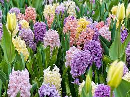 Importer of dutch flower bulbs. Spring Flowering Bulbs Bulbs More University Of Illinois Extension