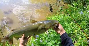 The belly is usually pale yellow or cream. What Is The Best Sized Catfish To Eat Thehonestangler