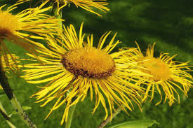 Image result for Inula