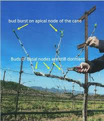 Image result for grape pruning