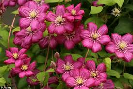 Clematis vines generally thrive in sunny sites where they are exposed to a minimum of six hours of direct sunlight each day, although there are species and hybrids. Plant Clematis Now For Instant Spring Colour Cheer Daily Mail Online