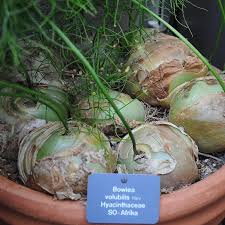 Image result for Bowiea volubilis