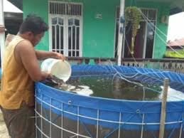 1 Cara Budidaya Ikan Nila Di Kolam Terpal Dunia Terpal