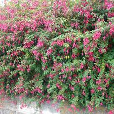 Fuchsia ( /ˈfjuːʃə/) is a genus of flowering plants that consists mostly of shrubs or small trees. Fuchsia Magellanica Hardy Fuchsia Hedges Direct