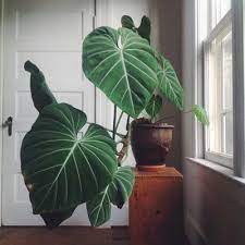 Se cultiva en interior y en exterior (climas cálidos) por sus grandes hojas verdes. Alocasia Todo Sobre La Planta Oreja De Elefante Blog Verdecora