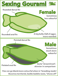 Female dwarf gourami live freshwater aquarium fish. All About Anabantoids Gourami And Bettas Fishwise