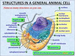 Diagram plant and animal cells diagram answer key full version hd. Cells Powerpoint Editable By Tangstar Science Tpt