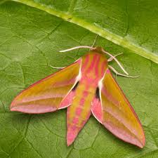 Image result for Hypselodelphys