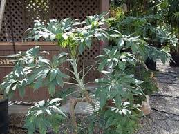 Image result for Cussonia spicata