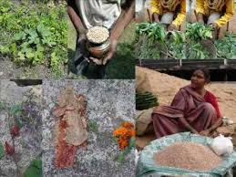 Image result for Turraea robusta