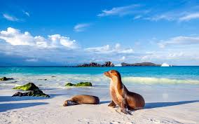 Ecuador #2 in best island vacations. The Galapagos Islands Travel Guide Tours Tips And Advice