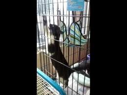 Cat Scales Facade For Ultimate In Feline Relaxation Edit This Is A Stray That Was Saved By Our Local Humane Soc Funny Prank Videos Prank Videos Good Pranks