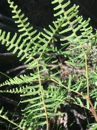 Image result for Gleichenia elongata
