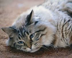 If kitty is 10 or older, she is at risk for cancer since oral and throat cancer are *potential* problems with gagging. What Causes Throat Cancer In Cats