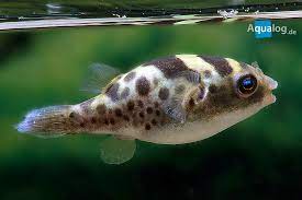 Fluviatilis is often confused with its similar looking relatives t. Dichotomyctere Fluviatilis Fruher Tetraodon Fluviatilis Aqualog De