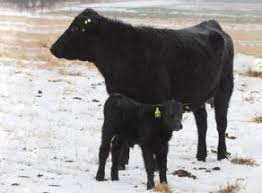 Calving Calculator Gestation Calculator Com