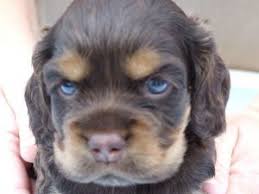 Black And Brown Cocker Spaniel Puppies For Sale Cocker Spaniel Puppies For Sale Cocker Spaniel Puppies Spaniel Puppies For Sale Spaniel Puppies