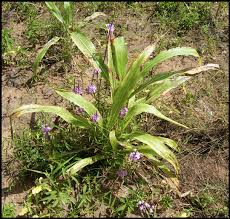 Image result for Striga hallaei