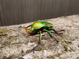 Image result for Dewevrella cochliostema