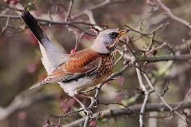 Fieldfare Turdus Pilaris Ryabinnik Seen Bird Photo Bird Garden Bird Watching