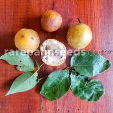 Image result for Crateva