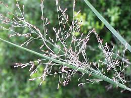 Image result for Panicum infestum