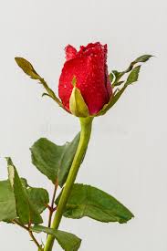 Flores hermosas imágenes y fotos de stock. Flores Hermosas De Las Rosas Rojas Foto De Archivo Imagen De Fondo Aroma 72215222
