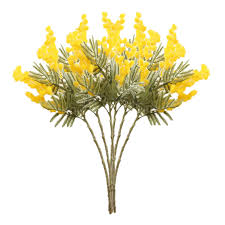 Image result for Acacia