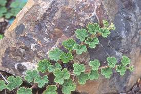 Image result for Rubus adolfi-friederici