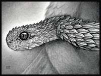 How To Draw Cartoon Snakes Realistic Snakes Drawing Tutorials Drawing How To Draw Snakes Drawing Lessons Step By Step Techniques For Cartoons Illustrations This one was tedious to do but it was totally worth it. how to draw cartoon snakes realistic