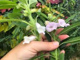 Image result for Ceratotheca sesamoides