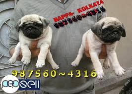 Vodafone Cute Little Pug Dogs And Puppies For Sale At Shillong Shillong Free Classifieds Find pug ads in our dogs & puppies category. vodafone cute little pug dogs and puppies for sale at shillong