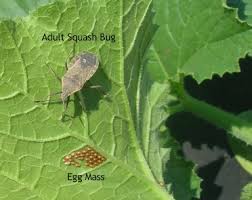 How to kill squash bugs on zucchini plants. Squash Bugs How To Identify And Get Rid Of Squash Bugs The Old Farmer S Almanac
