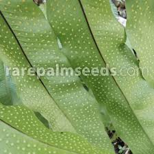 Image result for Dewildemania filifolia