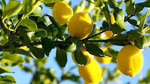 As the meyer lemon tree matures it will bear larger quantities of fruit. How To Grow Lemon