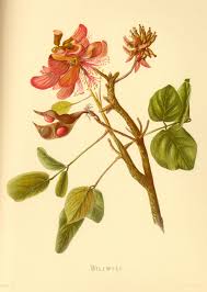 In The Garden The Art Of Botanical Illustration Flower Diagram Botanical Drawings Botanical Illustration Vintage Botanical Prints