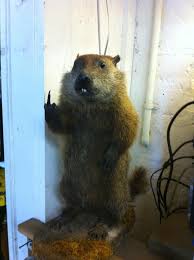 Funny flipping off drawings animal. This Groundhog Doesn T Like You Very Much Cute Animals With Funny Captions Funny Picture Gallery Funny Animals