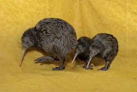 37 Kiwi Animal Photography 09 Kiwi Animal Animal Photography Pet Birds