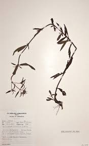 Image result for Haumaniastrum dissitifolium