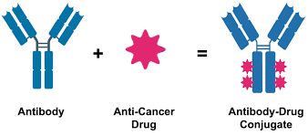Monoclonal antibodies are increasingly becoming a standard part of clinical cancer treatment. Targeted Antibodies Mabs Adcs Bites And More Cancer Research Institute Cri
