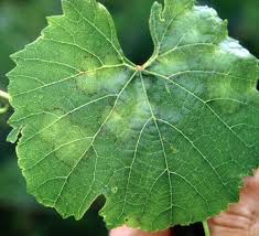 Image result for peronospora grapevine