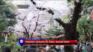 Daftar tempat wisata di indonesia tempat wisata pantai pantai balekambang alamat di: Wisata Jogja Bunga Sakura Paling Trending Gerai News